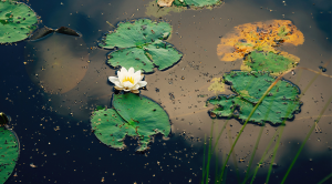 eautiful water lilies floating on a still pond, surrounded by green leaves and soft reflections on the water surface. 
